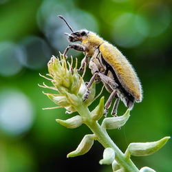 Close-up of insect on plant