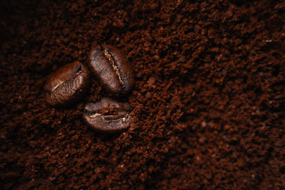 Several whole coffee beans lie on ground coffee. advertising coffee back with space for copying. raw