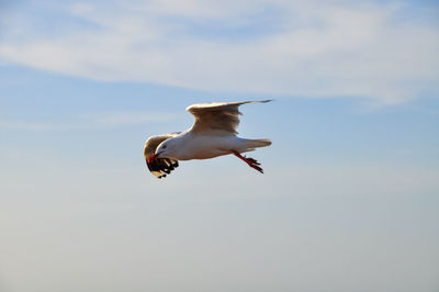 Low angle view of seagull flying in sky