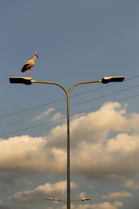 Low angle view of bird perching on street light