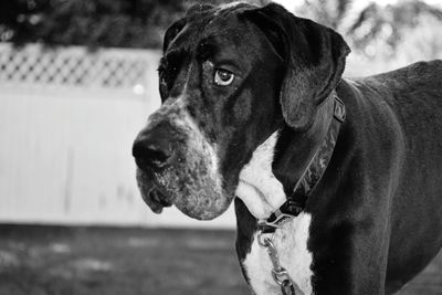 Close-up portrait of a dog