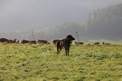 View of a horse on field