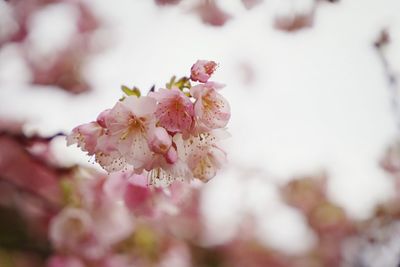 Close-up of pink flowers blooming on tree