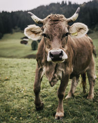 Portrait of cow on field