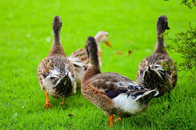 Ducks on grassy field