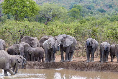 Herd of african elephants drinking at a waterhole