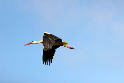 Low angle view of bird flying against clear blue sky