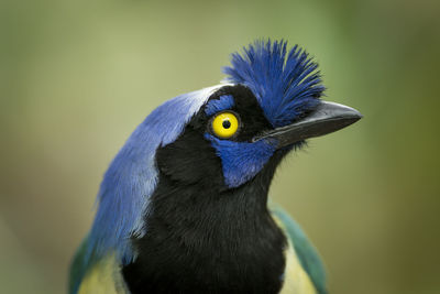 Close-up of a bird