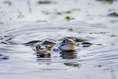 Duck swimming in lake