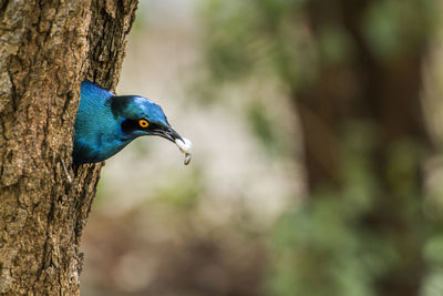 Close-up of a bird perching on tree