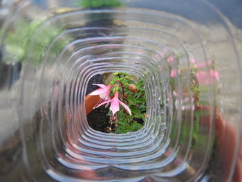 Close-up of glass of water