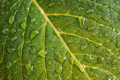 Raindrops on a leaf. green background