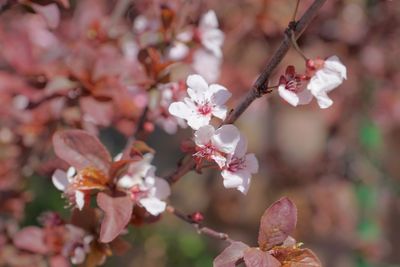 Close-up of apple blossoms in spring