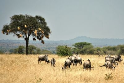 Horses on field against clear sky