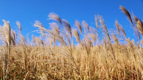Close-up of wheat field against blue sky