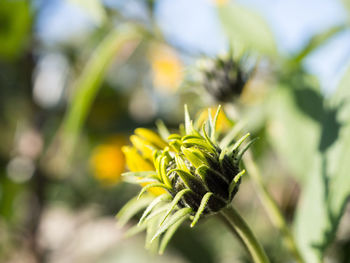 Close-up of yellow flowering plant