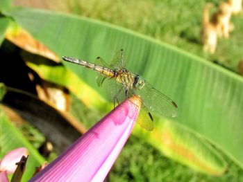 Close-up of insect on leaf