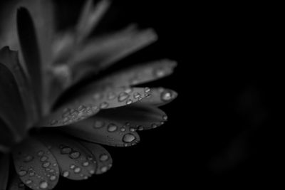 Close-up of raindrops on wet plant