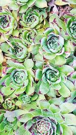 Full frame shot of plants