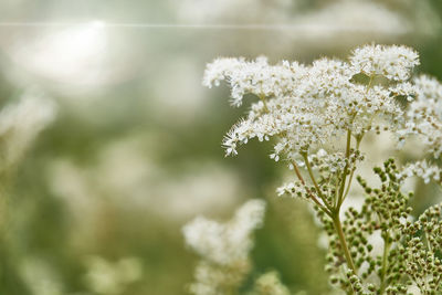 Close-up of white flowering plant