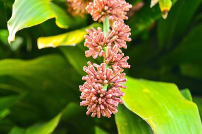 Close-up of pink flowers