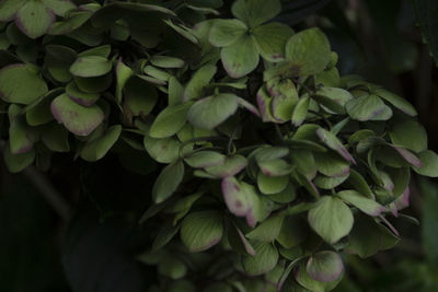 Close-up of flowers