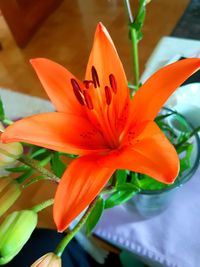 Close-up of orange lily blooming outdoors