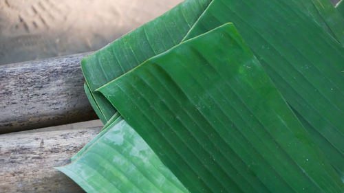 High angle view of leaf on plant