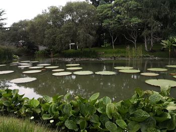 Scenic view of lake against trees