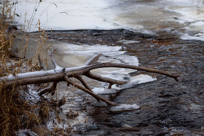 High angle view of driftwood on beach during winter