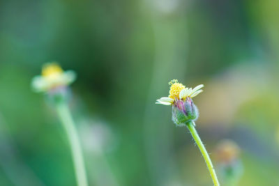 Close-up of insect on plant