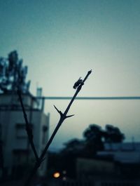 Low angle view of silhouette plant against clear sky