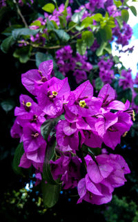 Close-up of purple flowers blooming outdoors