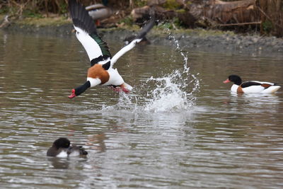 Ducks swimming in lake