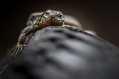 Close-up of lizard