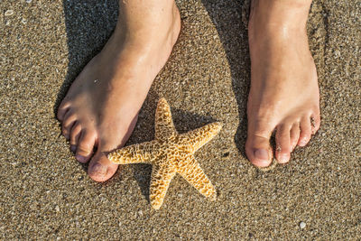 Low section of person standing by starfish on sand at beach