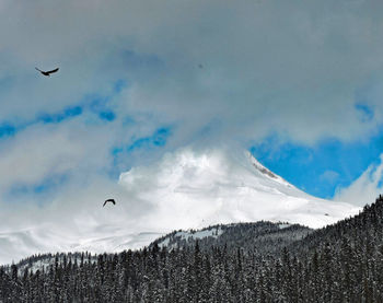 View of birds flying over snowcapped mountain against sky