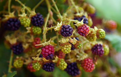 Close-up of unripe blackberries growing on tree