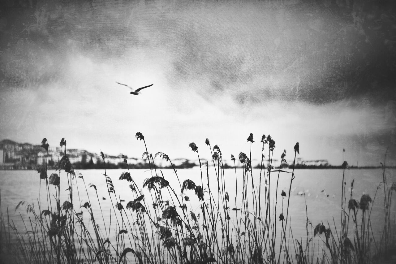 sky, flying, bird, cloud - sky, animal themes, cloudy, low angle view, animals in the wild, nature, flock of birds, cloud, wildlife, mid-air, silhouette, transportation, overcast, outdoors, plant, beauty in nature