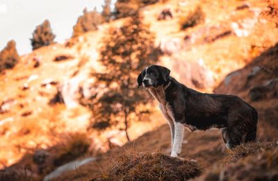 Side view of a dog looking away