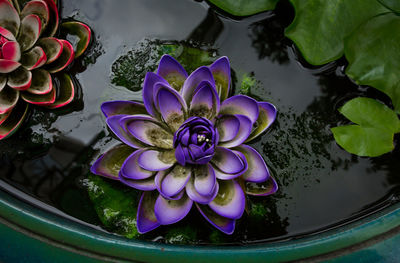 High angle view of purple floating on water