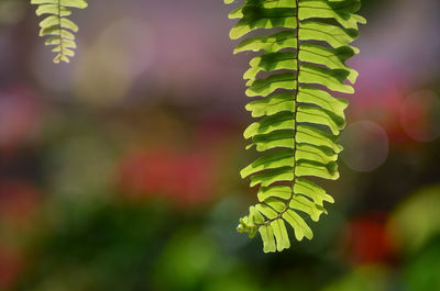 Close-up of fern leaves on tree