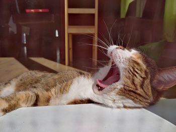 Close-up of a cat yawning