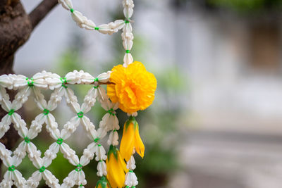 Close-up of yellow flowering plant