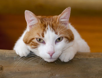 Close-up portrait of a cat