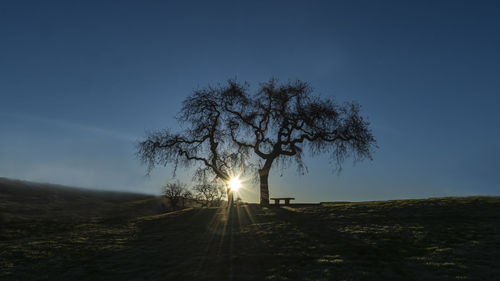 Trees on field against clear blue sky
