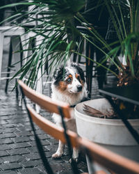 Portrait of dog in park