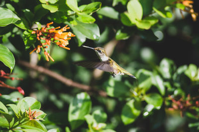 Bird flying in a flower