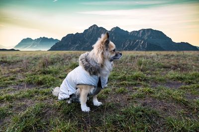 Dog standing on a land