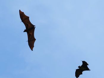 Low angle view of bird flying